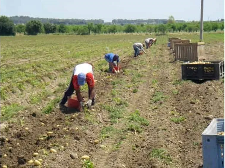 Raccolta delle patate