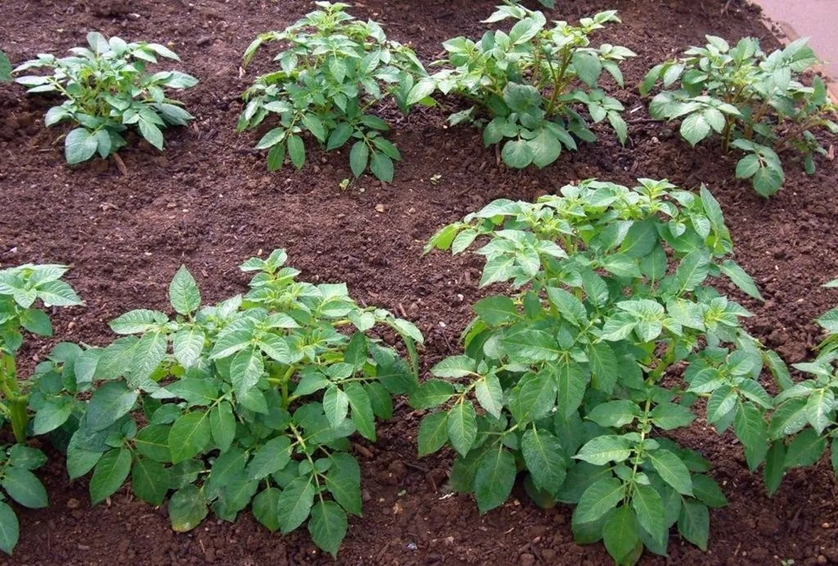 Filari di patate