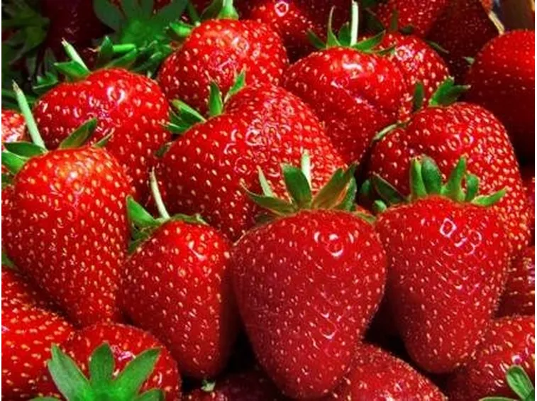 Fragole mature