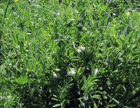 Pianta della lenticchia con fiore