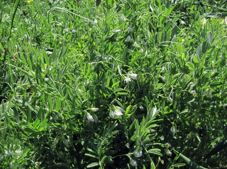 Pianta della lenticchia con fiore