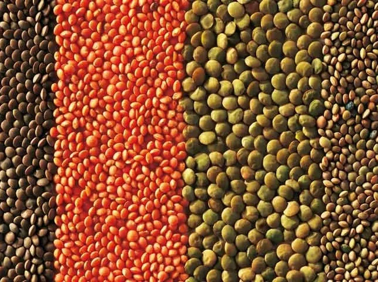 Le diverse qualità della lenticchia