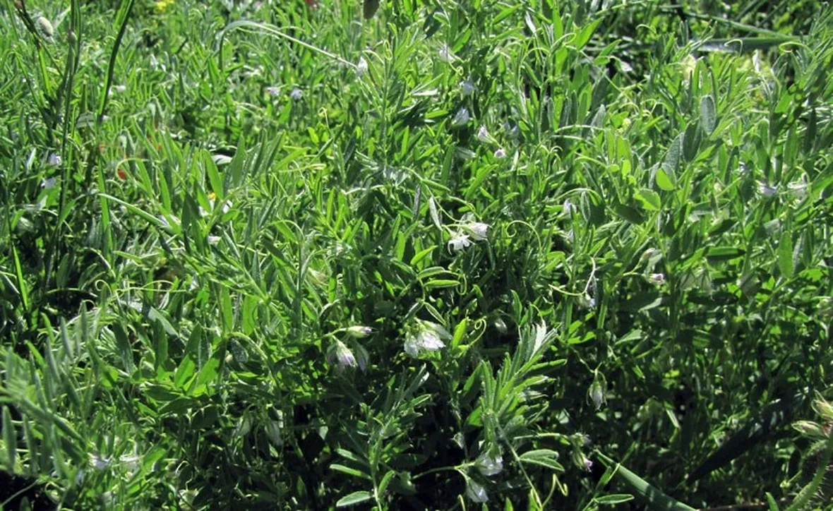 Pianta della lenticchia con fiore