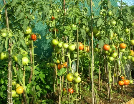 Piante di pomodoro