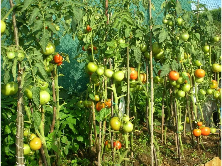 Piante di pomodoro