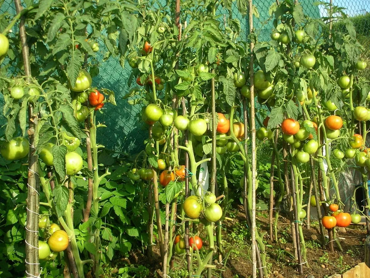 Piante di pomodoro