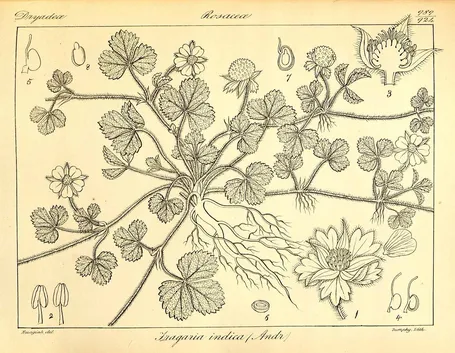 Illustrazione botanica di una specie del genere Fragaria