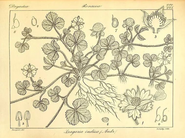 Illustrazione botanica di una specie del genere Fragaria