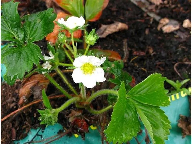 Una piantina fiorita di fragole