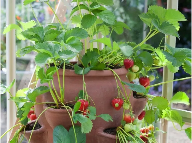 Piantine di fragole coltivate nell'apposito vaso