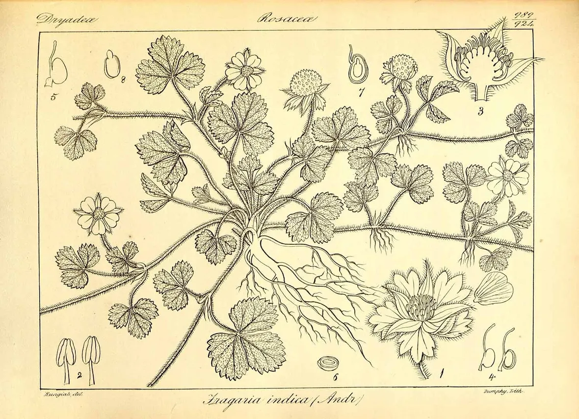 Illustrazione botanica di una specie del genere Fragaria