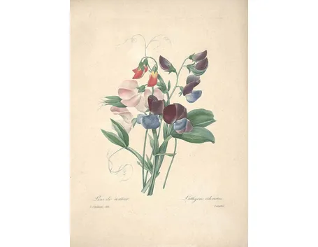 Disegno botanico dei piselli odorosi