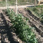 Fila piante piselli orto