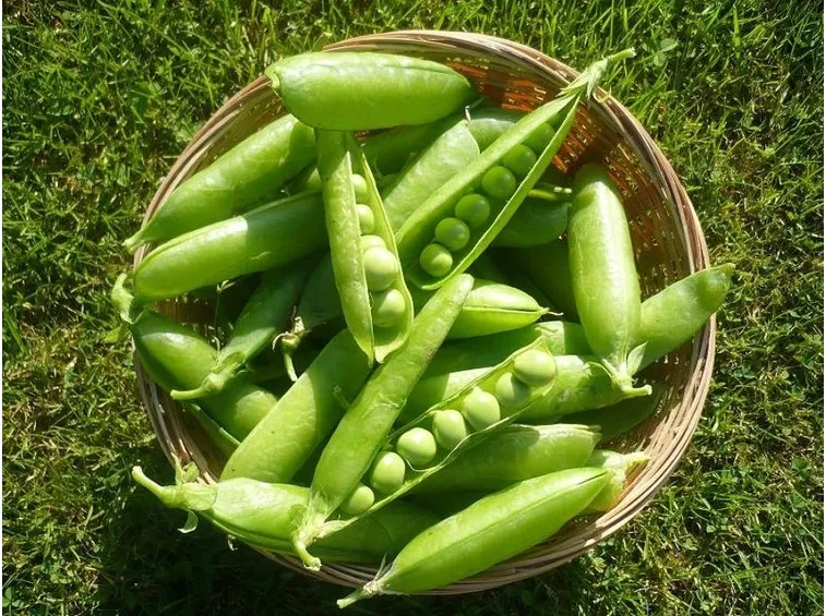 Raccolto piselli