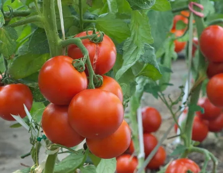 Pianta pomodori