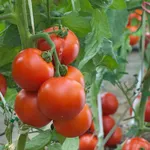 Pianta pomodori