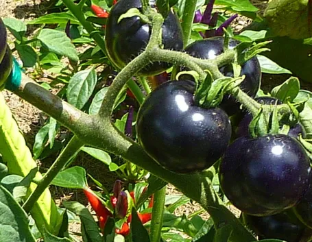 Pomodori neri sulla pianta
