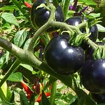Pomodori neri sulla pianta