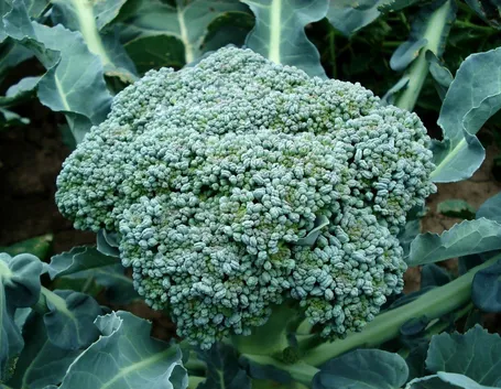 Broccolo calabrese