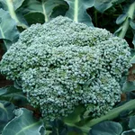 Broccolo calabrese