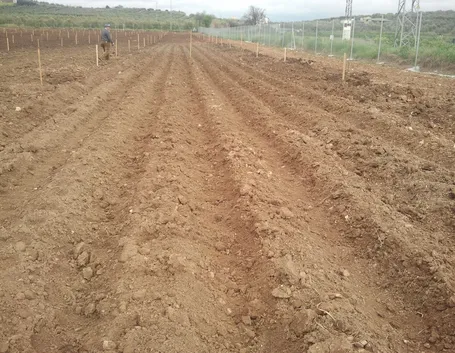 Tipico terreno per la coltivazione delle patate