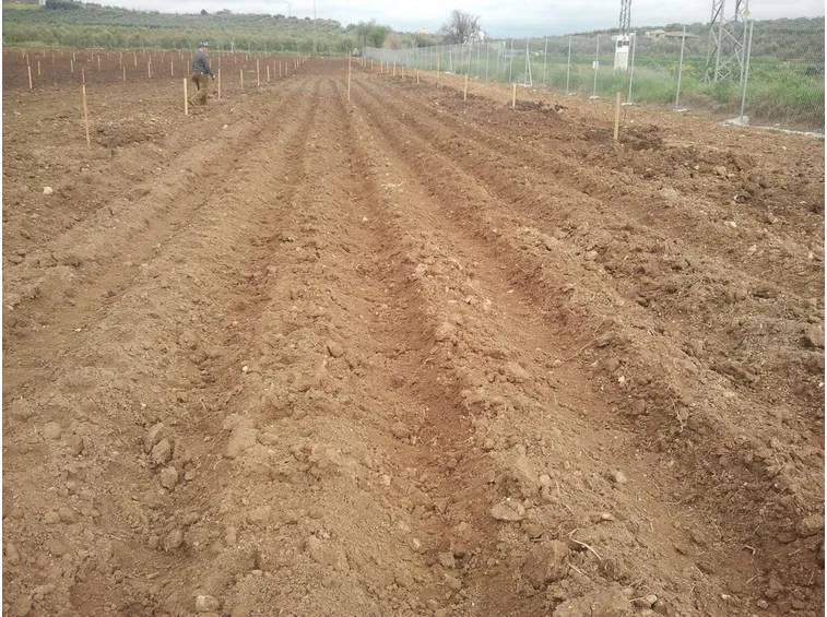 Tipico terreno per la coltivazione delle patate