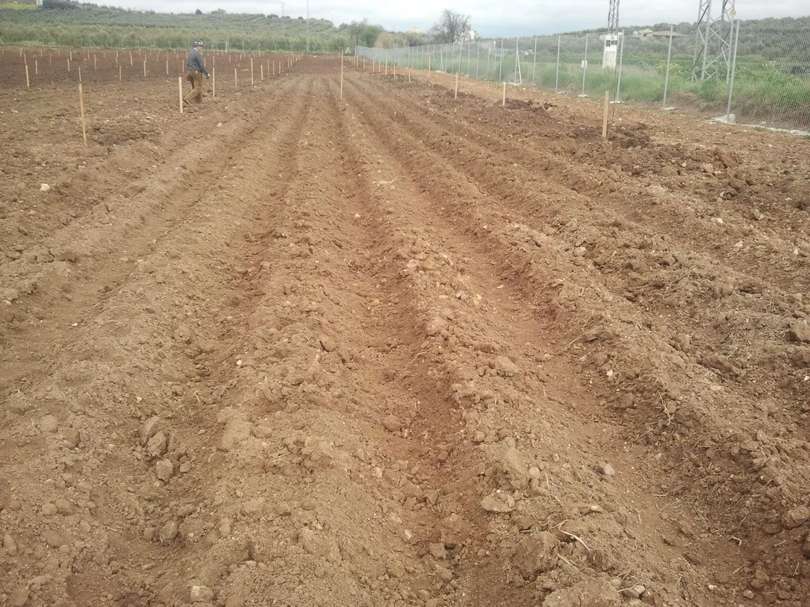 Tipico terreno per la coltivazione delle patate