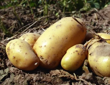 Patate fresche