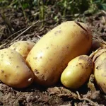 Patate fresche