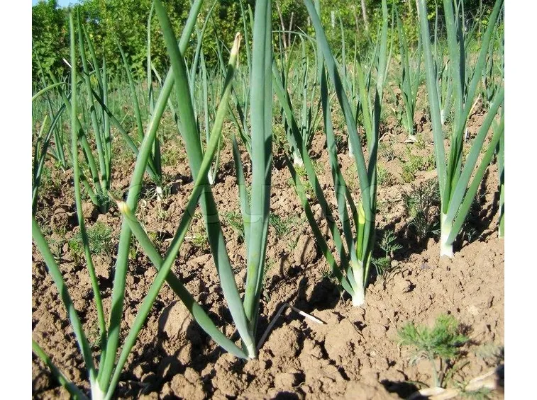 Un campo di cipolle