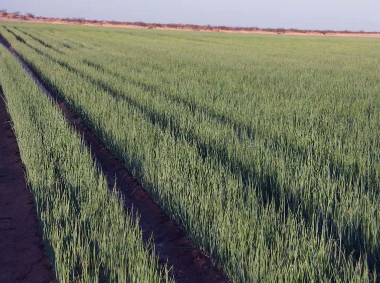 Crescita di un campo di cipolle