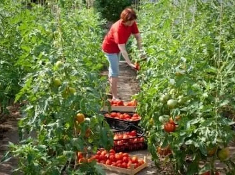 Raccolta dei pomodori