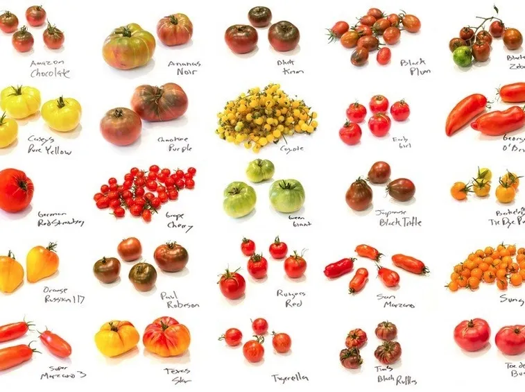 Varietà del pomodoro
