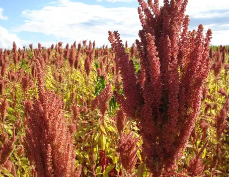 Il fiore dell'Amaranto