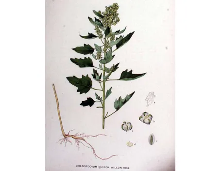 Disegno botanico del chenopodium quinoa