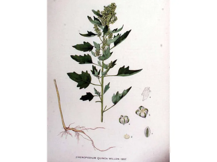 Disegno botanico del chenopodium quinoa