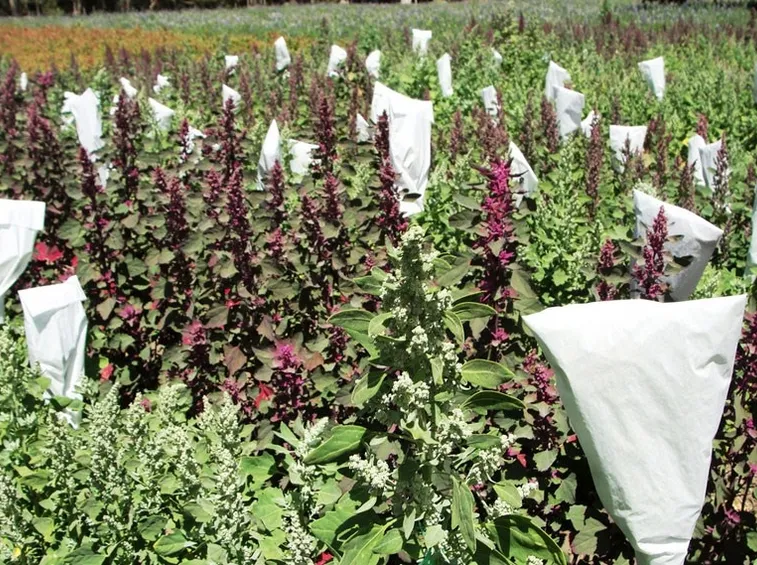 Campo coltivato di quinoa