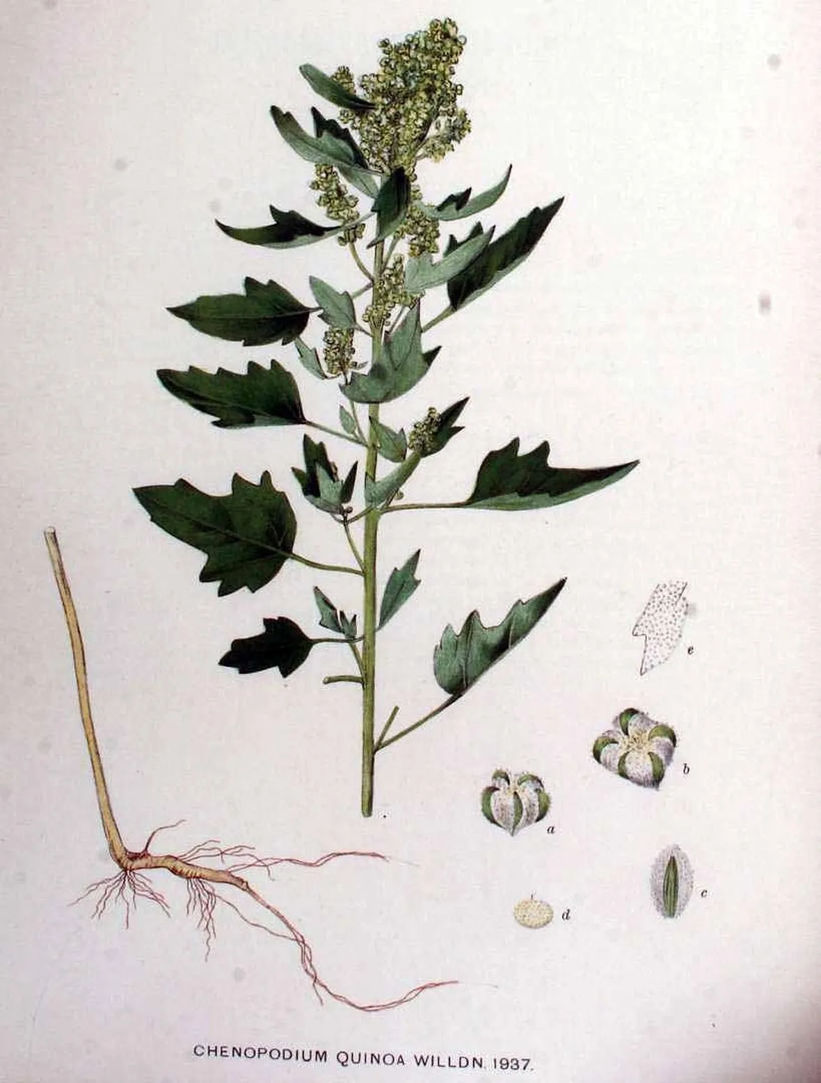 Disegno botanico del chenopodium quinoa
