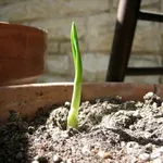 Coltivare l'aglio è semplice e veloce.