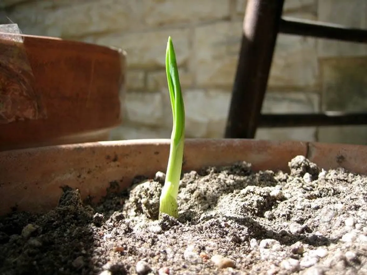 Coltivare l'aglio è semplice e veloce.
