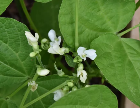 Fioritura fagioli