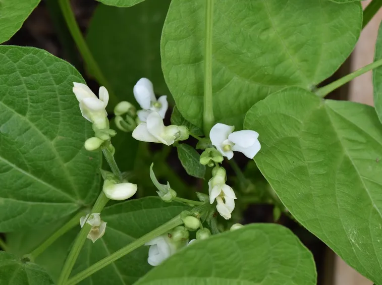Fioritura fagioli