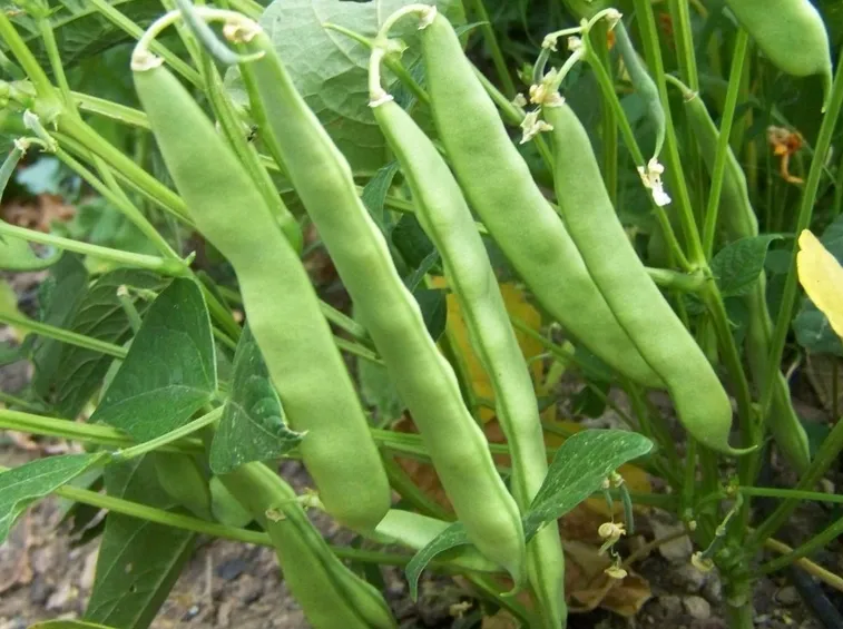 Fagioli raccolta