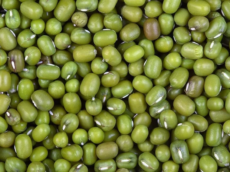 semi di fagiolini verdi