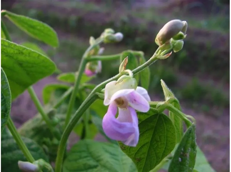 fiore fagiolini verdi