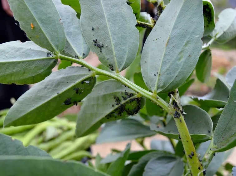 Il simulide della fava