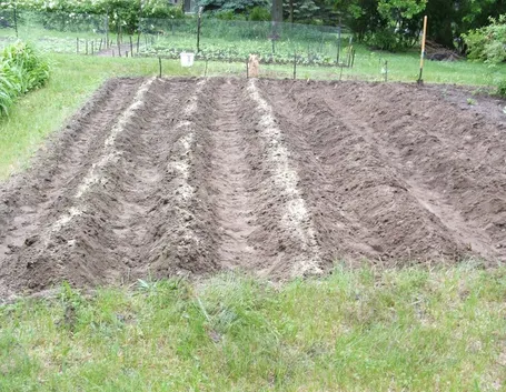 Solchi per semina patate