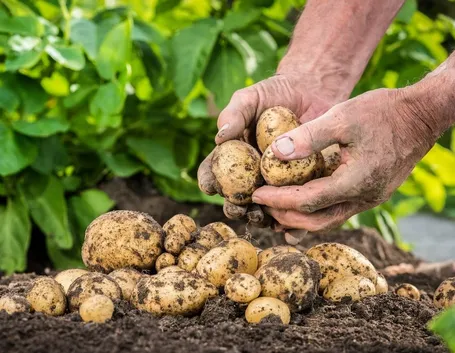 Patate semina