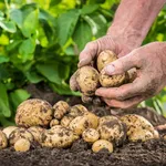 Patate semina