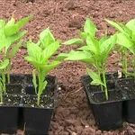 Semenzaio piantine